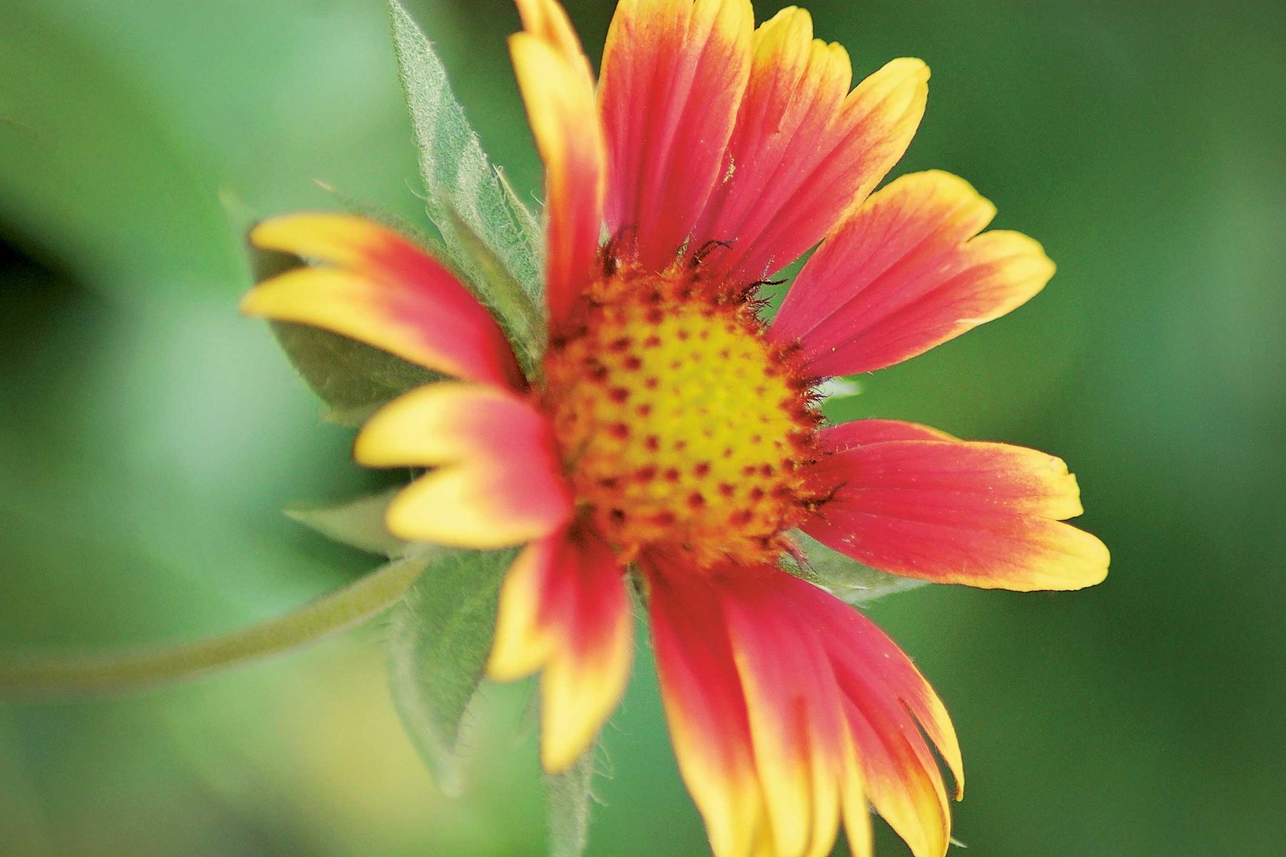 Orange and Yellow Flower