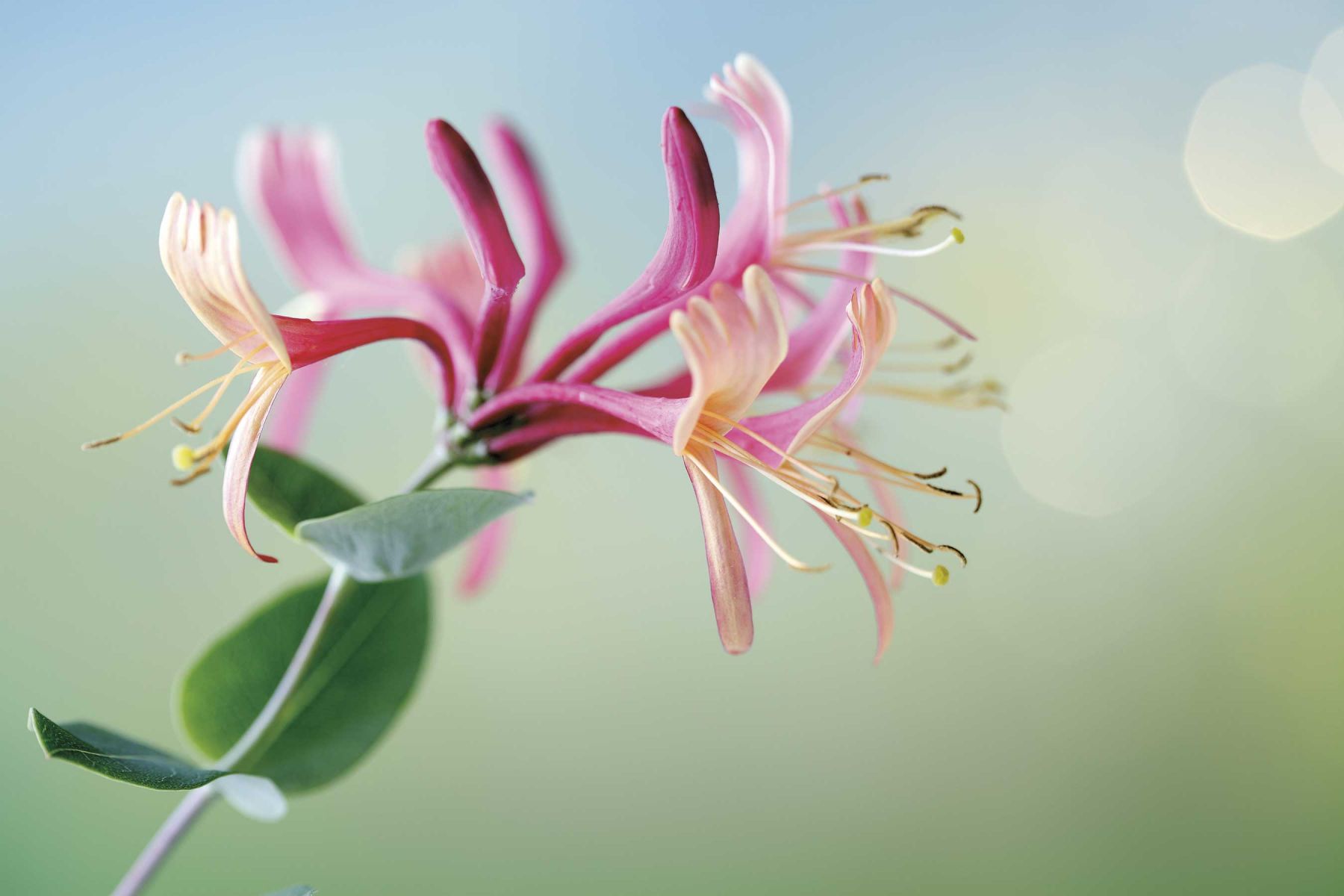 Honeysuckle