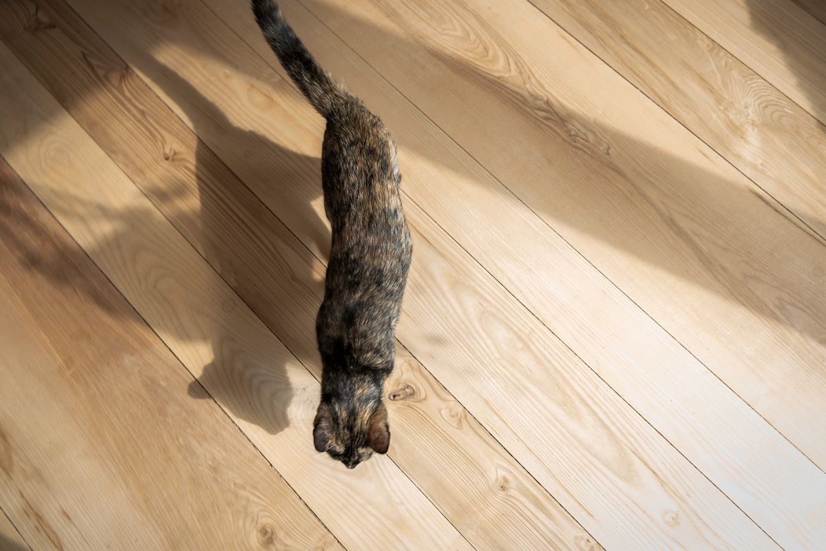 Ash flooring from Coppice and Crown